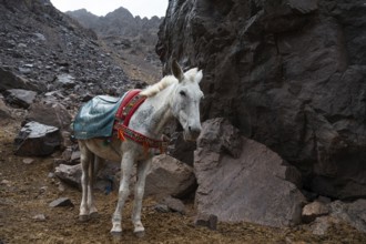 Mules on the trail up the peak Toubkal in Morocco, the highest mountain in North Africa