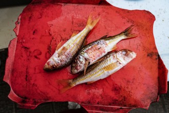 Fish on a red tray, Marseille, France, Europe