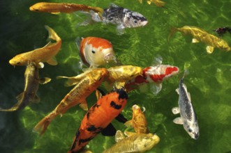Carpes koi dans un bassin
