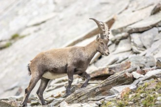 Ibex (capra ibex) in the rocky mountains of the Italian Alps. in the Grand Paradis National Park.