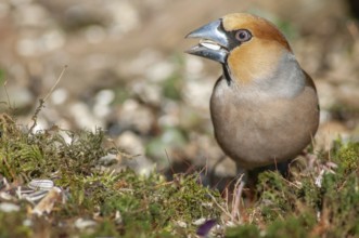 Hawfinch (Coccothraustes coccothraustes) perched on a branch in the forest