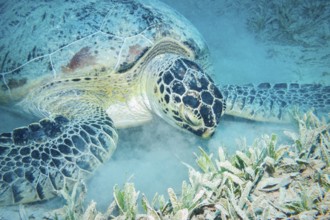 Green Turtle feeding on seagrass, Red Sea, Egypt, Africa