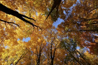 Nature, autumnal forest, view from below into the tree tops, Province of Quebec, Canada, North