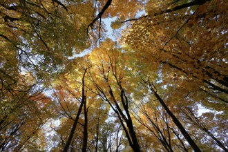 Nature, autumnal forest, view from below into the tree tops, Province of Quebec, Canada, North