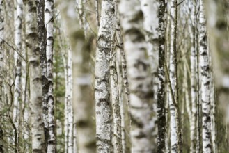 Birch forest as a natural burial grave site, Hofgeismar, Weser Uplands, Weserbergland, Hesse,
