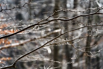 Details, Primeval forest Urwald Sababurg, Hofgeismar, Weser Uplands, Weserbergland, Hesse, Germany,