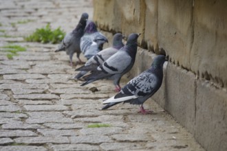 Pigeons damage sandstone walls and plaster, digestion, grit, urban pigeon, destruction, sandstone,