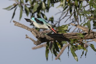 Senegal Kingfisher (Halcyon senegalensis), Qwabi Private Game Reserve, Biosphere Reserve, Limpopo,