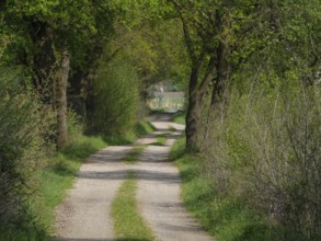 Shady forest path, lined with dense greenery, leads through a peaceful landscape, weseke,