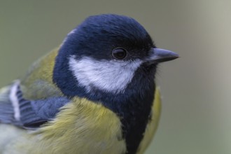 Great Tit (Parus major) close-up, field, Black Forest, Germany, Europe