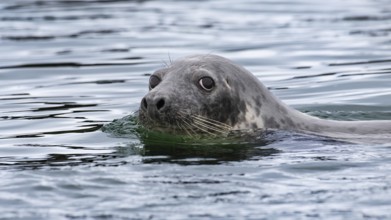 Grey seal (Halichoerus grypus) swimming along the beach, Heligoland Island, Germany, Europe