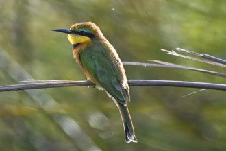 Bee-eater (Merops apiaster) sitting on a reed, Moremi Game Reserve, Okavango Delta, Maun, Botswana,