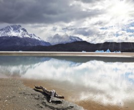 Dry driftwood on the sandy beach. Bright reflections of sky and clouds in the smooth cold water of