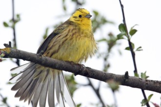 Yellowhammer, Emberiza citrinella, Yellowhammer