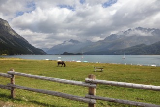 Rural fence along the lake shore. Sleek thoroughbred bay horse grazing near the moored yachts The