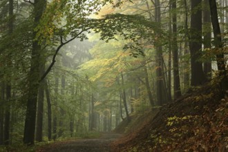 Trail through the autumn forest on a misty weather, Bischofskoppe Mountain, October, Poland, Europe