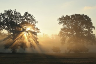 Oaks on the field on a foggy September morning, Poland, Europe