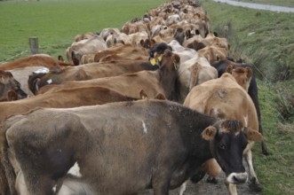 Jersey cows heading down race to dairy, West Coast, New Zealand, Oceania