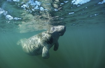 Round-tailed manatee, Trichechus manatus latirostris, USA, Florida, FL, Everglades, North America