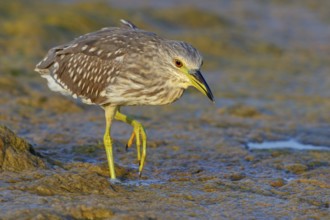Black-crowned Night Heron, Night Heron, Black-crowned Night-Heron, Nycticorax nycticorax, Bihoreau