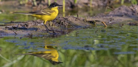 Black-headed Yellow Wagtail, Black-headed Wagtail, Motacilla flava feldegg, Motacilla feldegg,