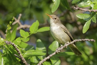 Olive warbler, (Hippolais olivetorum), animal, animals, bird, birds, biotope, habitat, perch,