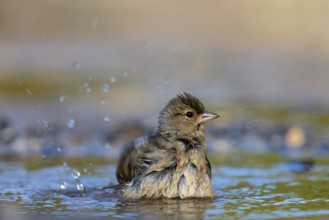Chaffinch, (Fringilla coelebs), bathing in the water, Wadi Darbat, Salalah, Greece, Oman, Europe