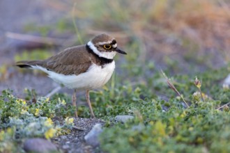 Little Ringed Plover, Little Ringed Plover, (Charadrius dubius), plover family, biotope, foraging,