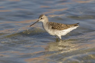 Pond sandpiper, (Tringa stagnatilis), animals, birds, biotope, habitat, foraging, wader, waders,