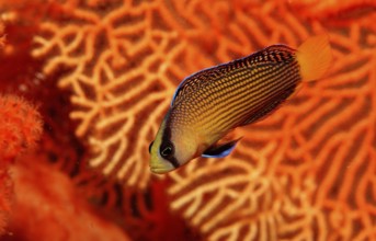 Magnificent dwarf perch, Pseudochromis splendens, Indonesia, Wakatobi Dive Resort, Sulawesi, Indian