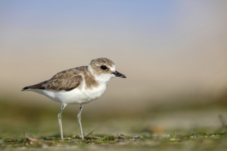Animals, birds, plover, Kentish plover, (Charadrius alexandrinus), biotope, habitat, foraging, Barr