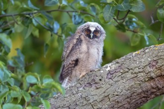 Long-eared owl, (Asio otus), juvenile, chick, perch, animals, birds, owls, Hockenheim,
