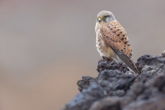 Kestrel, (Falco tinnunculus), perches on rocks, Canary Islands, animals, birds, falcons, foraging,