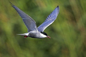 White-bearded Tern, White-bearded Tern, (Chlidonias hybridus), (Chlidonias hybrida), Marsh Tern