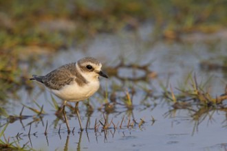 Animals, birds, plover, Kentish plover, (Charadrius alexandrinus), biotope, habitat, foraging,