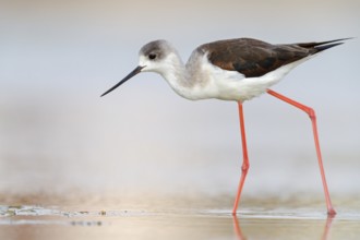 Black-winged Stilt, (Himantopus himantopus), avocet family, biotope, habitat, foraging, East Khawr