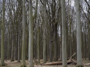 Trees in the ghostly forest on the cliffs facing the Baltic Sea, Nienhagen, Mecklenburg-Vorpommern,