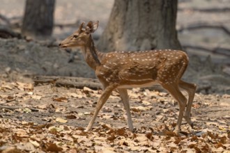 Axis deer, Chital (Axis axis), antlers, morning light, backlight, Kanha National Park, Tiger
