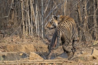 Tiger (Panthera tigris), Bengal tiger or Indian tiger, big cat (Pantherinae), carnivore