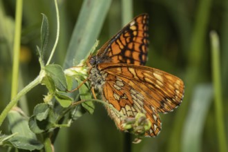 May Fritillary, Ash Fritillary (Euphydryas maturna)