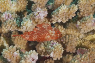 Yellow-spotted scorpionfish (Sebastapistes cyanostigma)