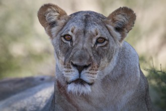 Starring Lioness in the Kgalagadi Transfrontier Park, South Africa, Africa