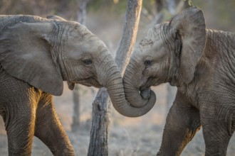 Elephants playing in the Kruger National Park, South Africa, Africa