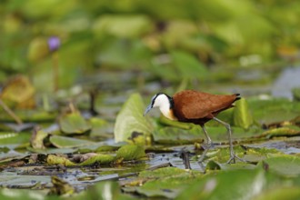 Blue-fronted Jacana (Actophilornis africanus)