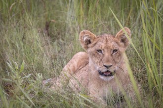 A Lion cub relaxing in the grass in the Okavango Delta, Botswana, Africa