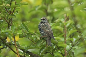 Starling (Sturnus vulgaris)