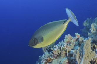 Blue-bladed surgeonfish (Naso hexacanthus)