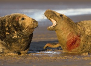 Grey seal (Halichoerus grypus)