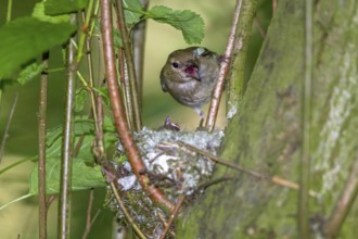 Chaffinch - female at the nest (Fringilla coelebs)