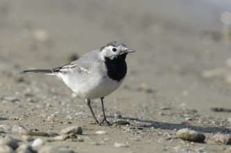 White wagtail (Motacilla alba)